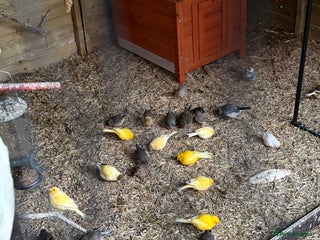 Canaries birds Canneries and zebra finches and Java sparrows - Advert 1