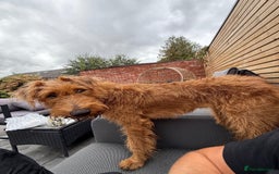 Irish Terrier dogs for sale: Beautiful Irish Terrier Pup for sale (9months old) - Image 9