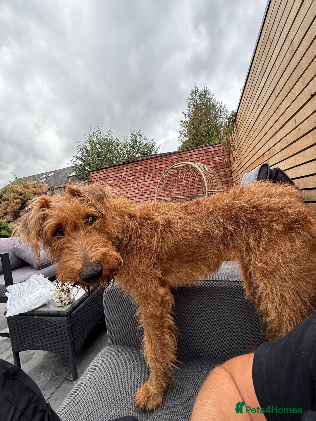 Irish Terrier dogs for sale: Beautiful Irish Terrier Pup for sale (9months old) - Image 9