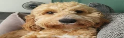 Cockapoo dogs for sale: Cockapoo puppies - Advert 10
