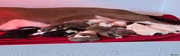 Mixed Breed dogs for sale: Fabulous litter of 10  in Fleetwood - Advert 2