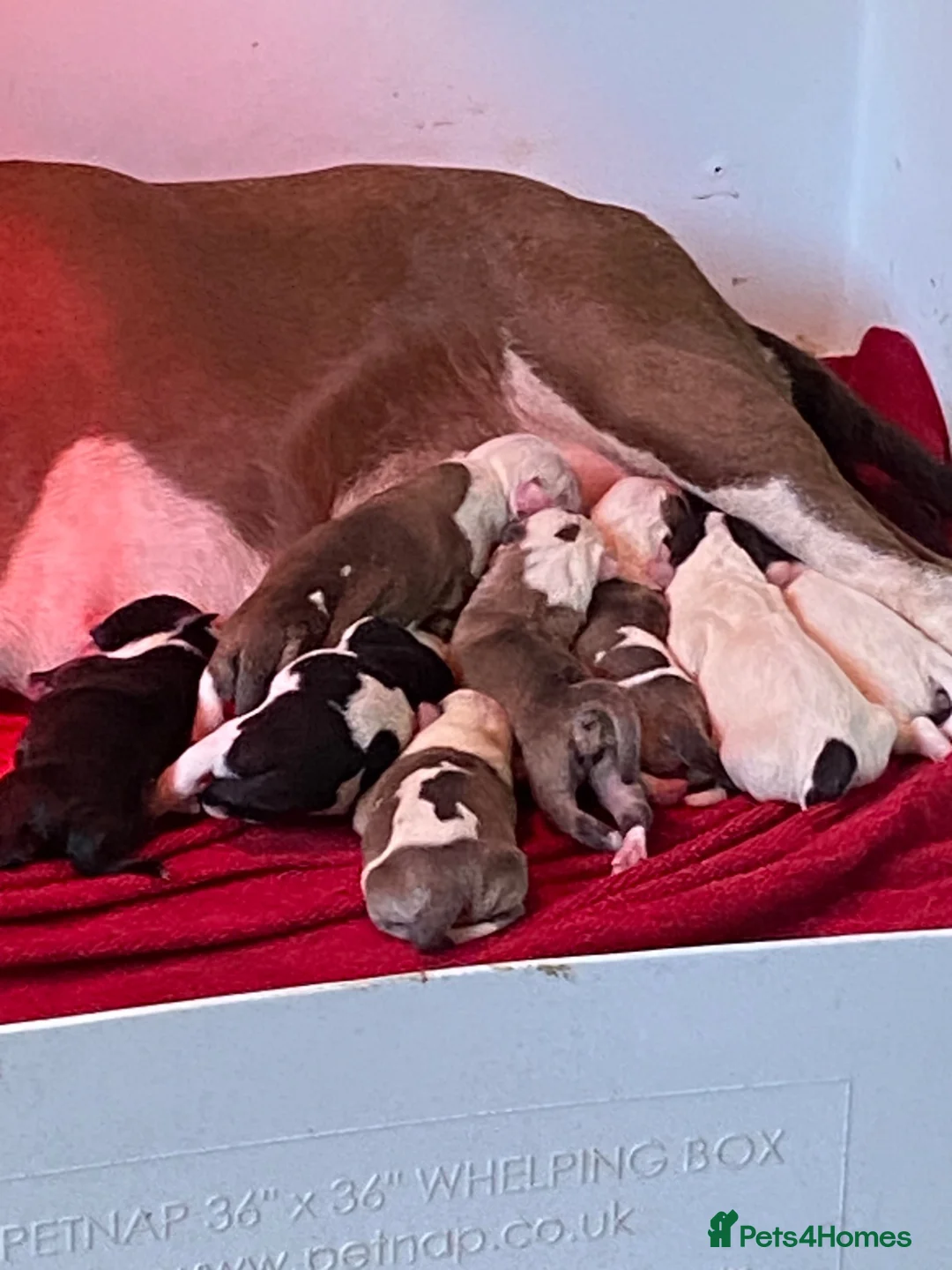 Mixed Breed dogs for sale: Fabulous litter of 10  in Fleetwood - Advert 2