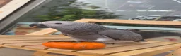 Parrots birds for sale: Male  in Southsea - Advert 2