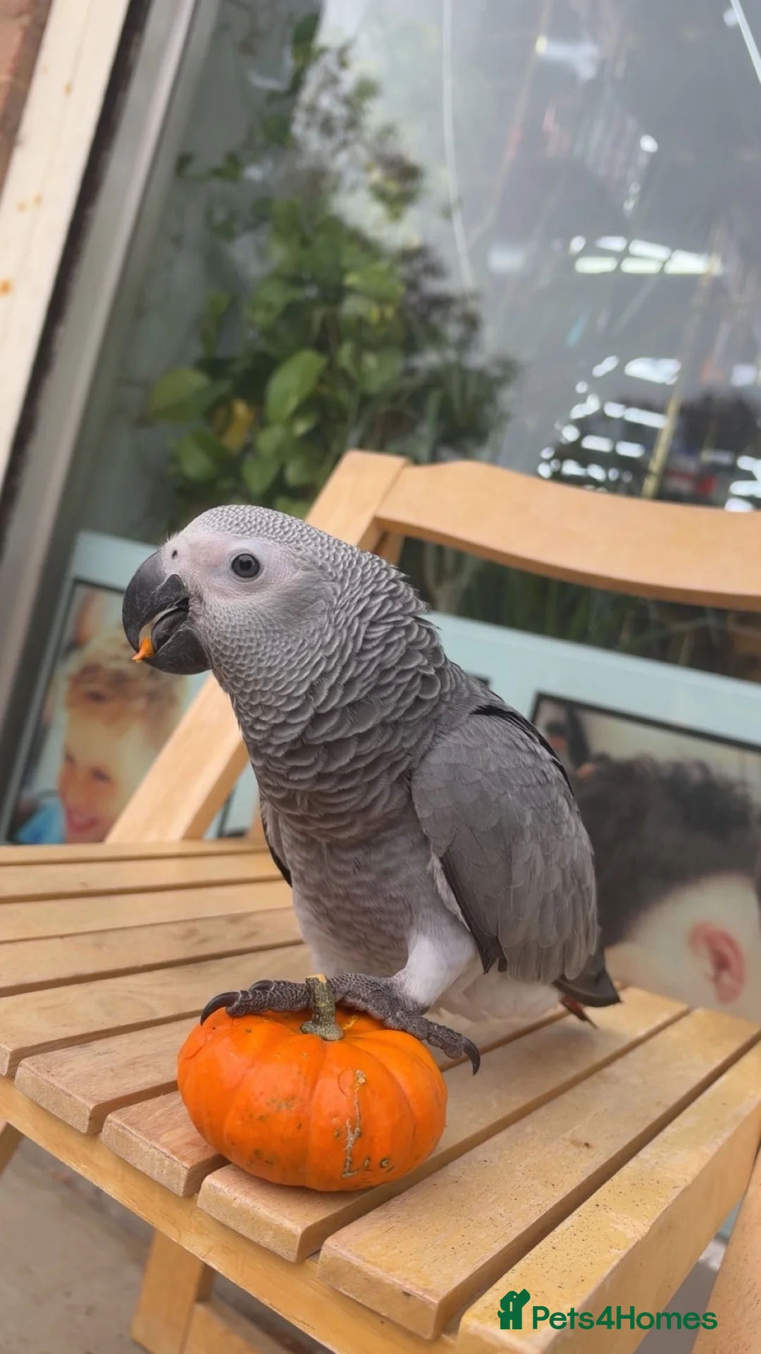 Parrots birds for sale: Male  in Southsea - Advert 2