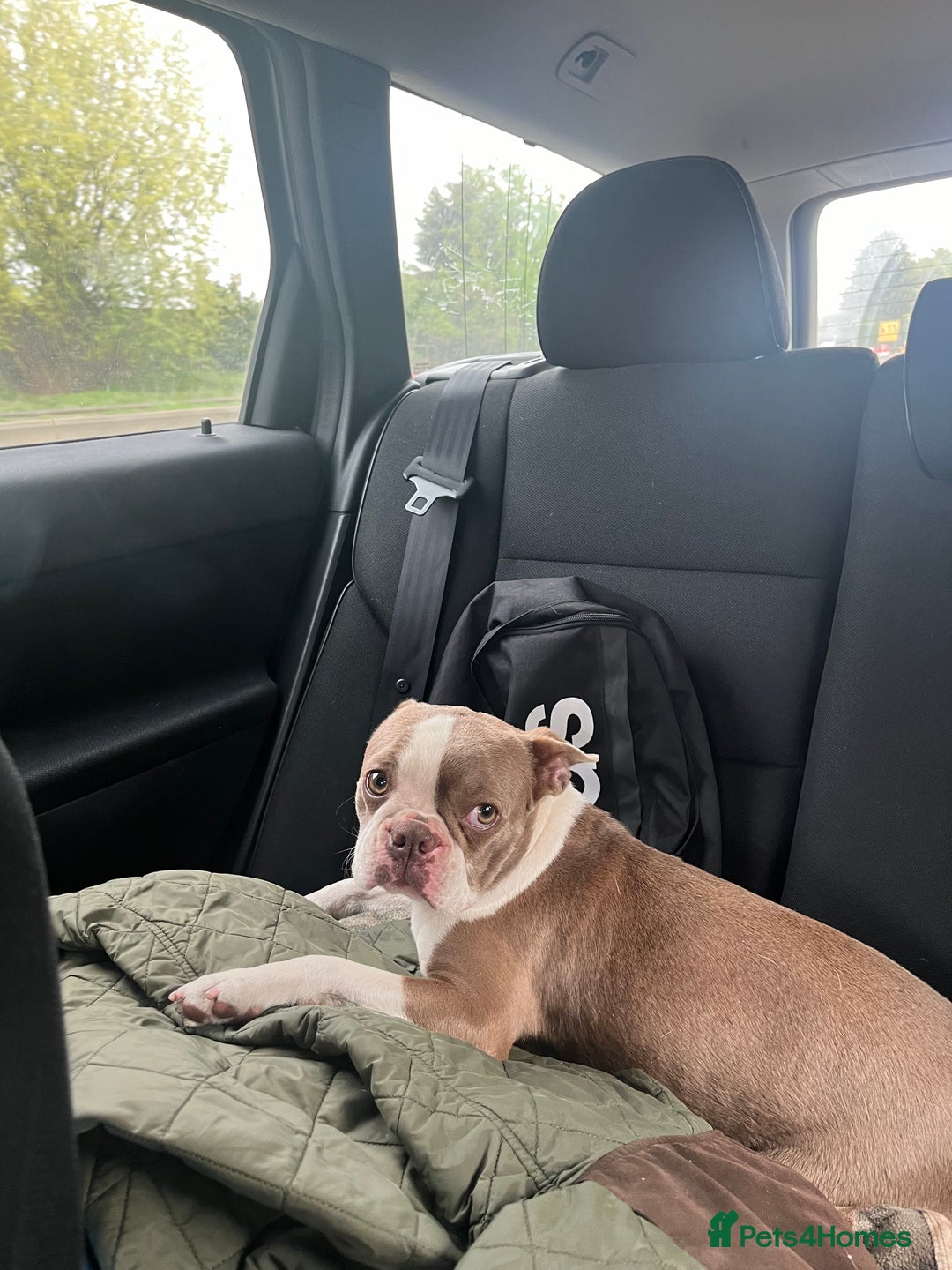 Boston Terrier dogs for sale: Boston Terrier bitch - Image 1