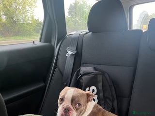 Boston Terrier dogs - Advert 1