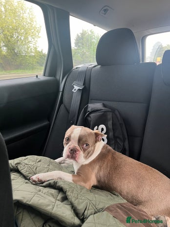 Boston Terrier dogs - Advert 1