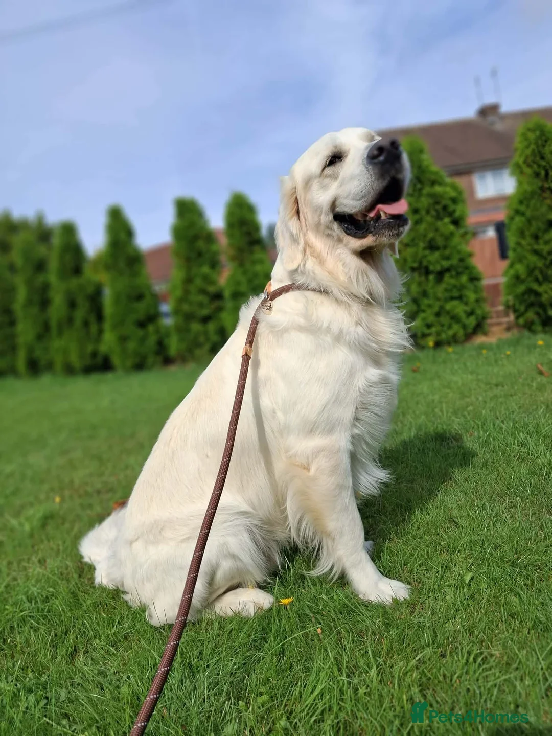 Golden Retriever dogs for stud: KC DNA tested Boy avialable for Stud - Advert 2