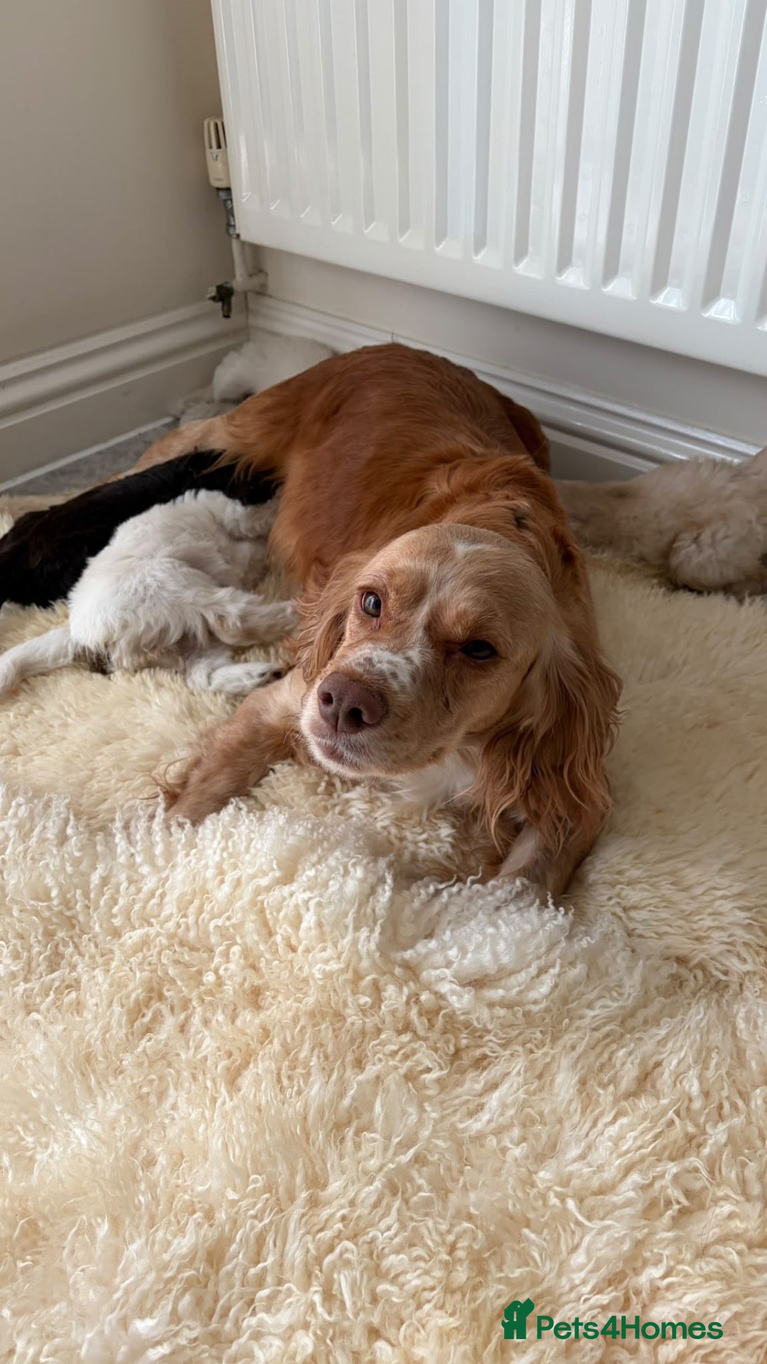 Cockapoo dogs for sale: Cocker poo puppies for sale  - Advert 2