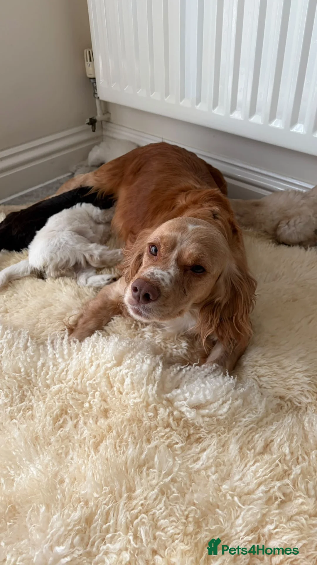 Cockapoo dogs for sale: Cocker poo puppies for sale  in Basildon - Advert 1