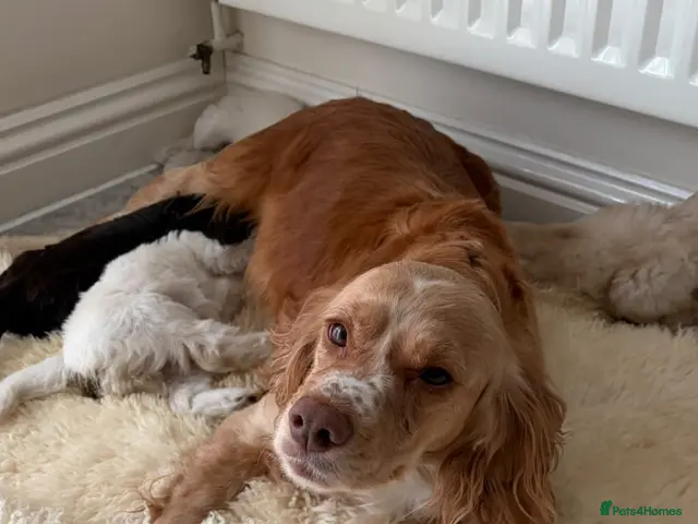 Cockapoo dogs for sale: Cocker poo puppies for sale - Advert 6