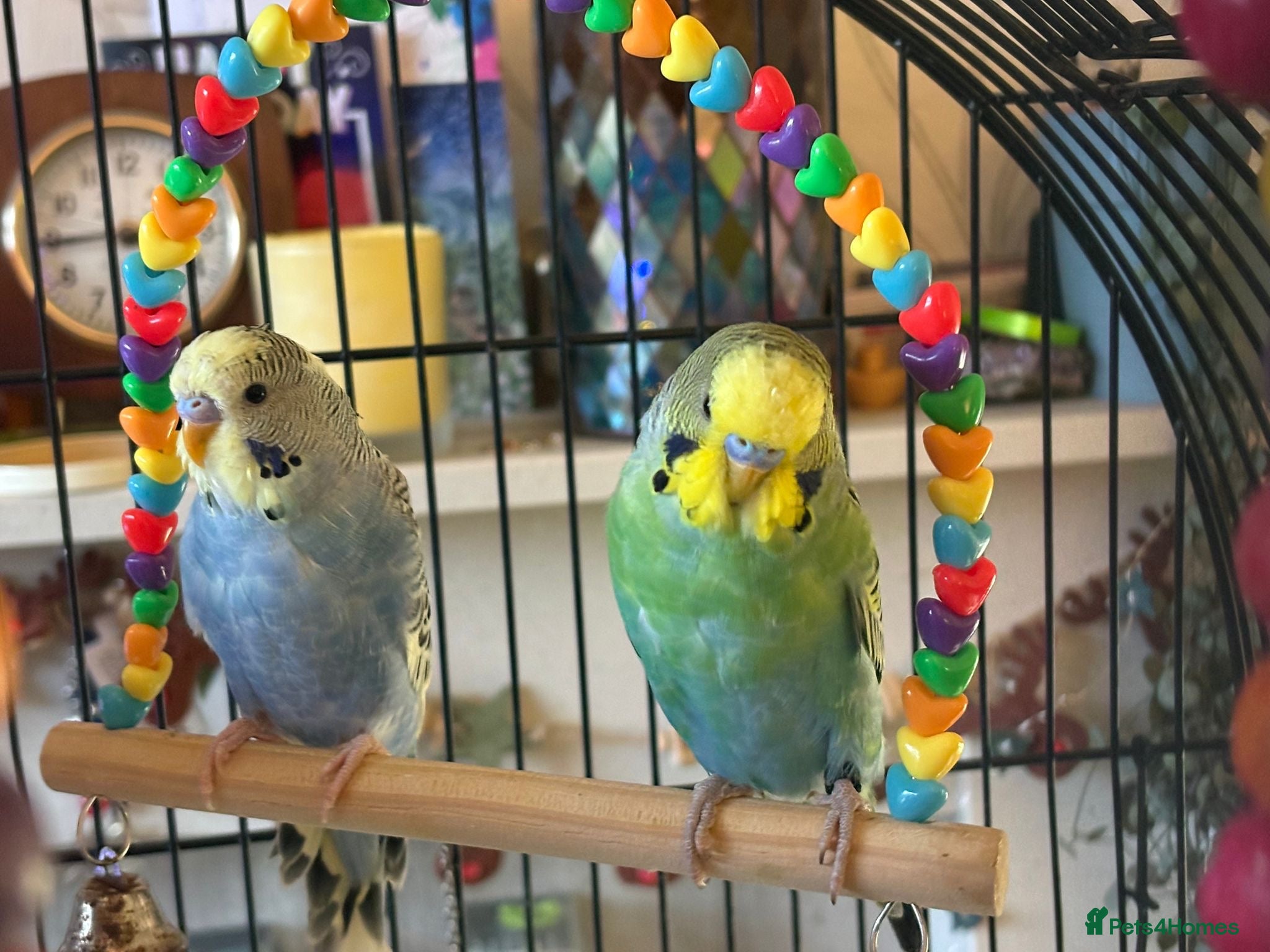 Budgerigars birds 2 X male budgies with Vision cage. - Advert 2