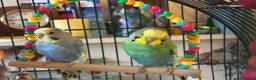 Budgerigars birds for sale: 2 X male budgies with Vision cage. - Advert 2