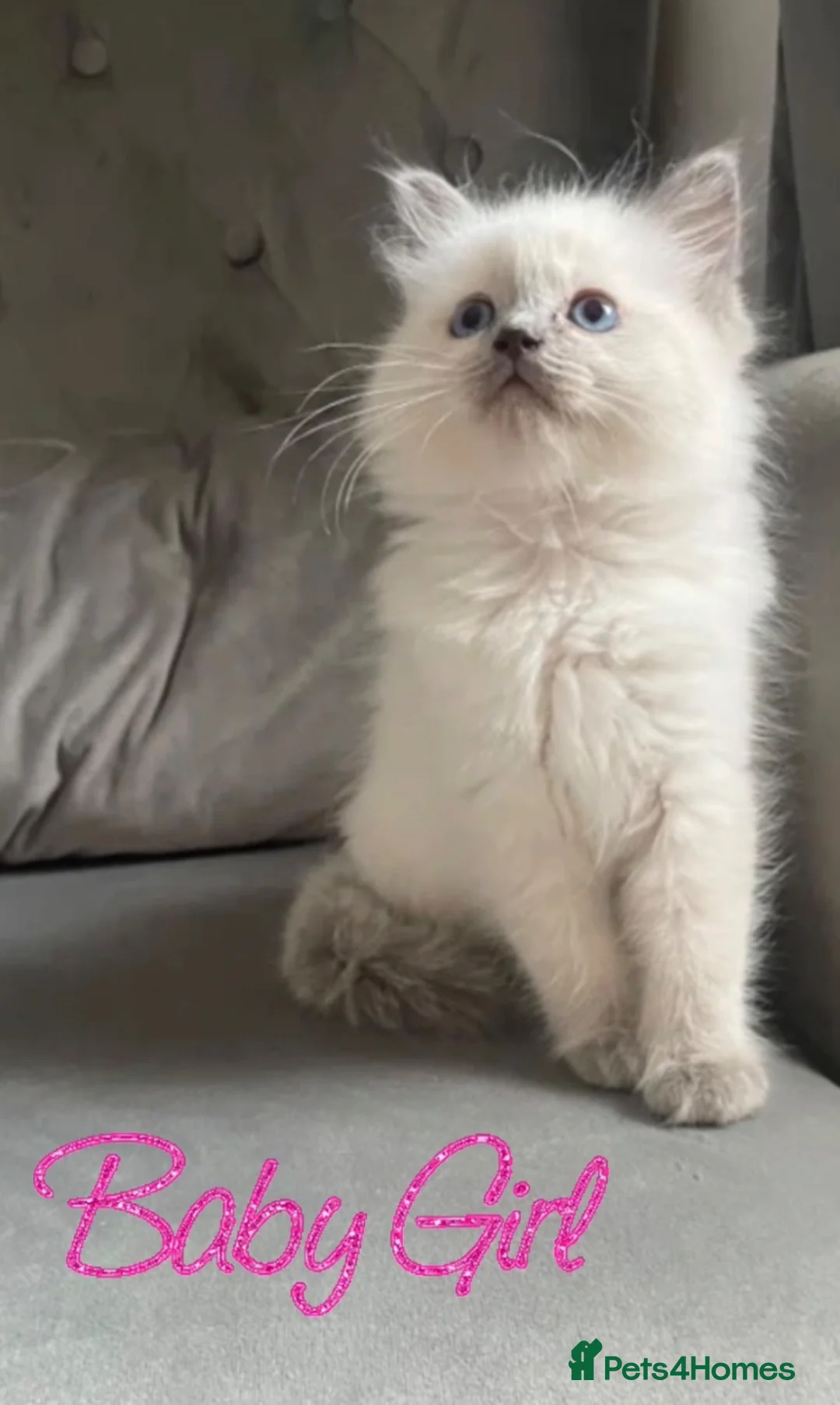 Ragdoll cats for sale: Ready to leave GCCF pedigree ragdoll girl - Advert 2