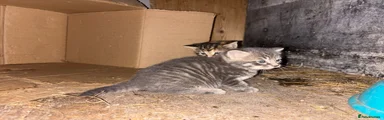 3rd kitten - light tabby