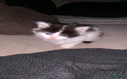Mixed Breed cats for sale: 4 Cute Cuddly Kittens  - Image 1