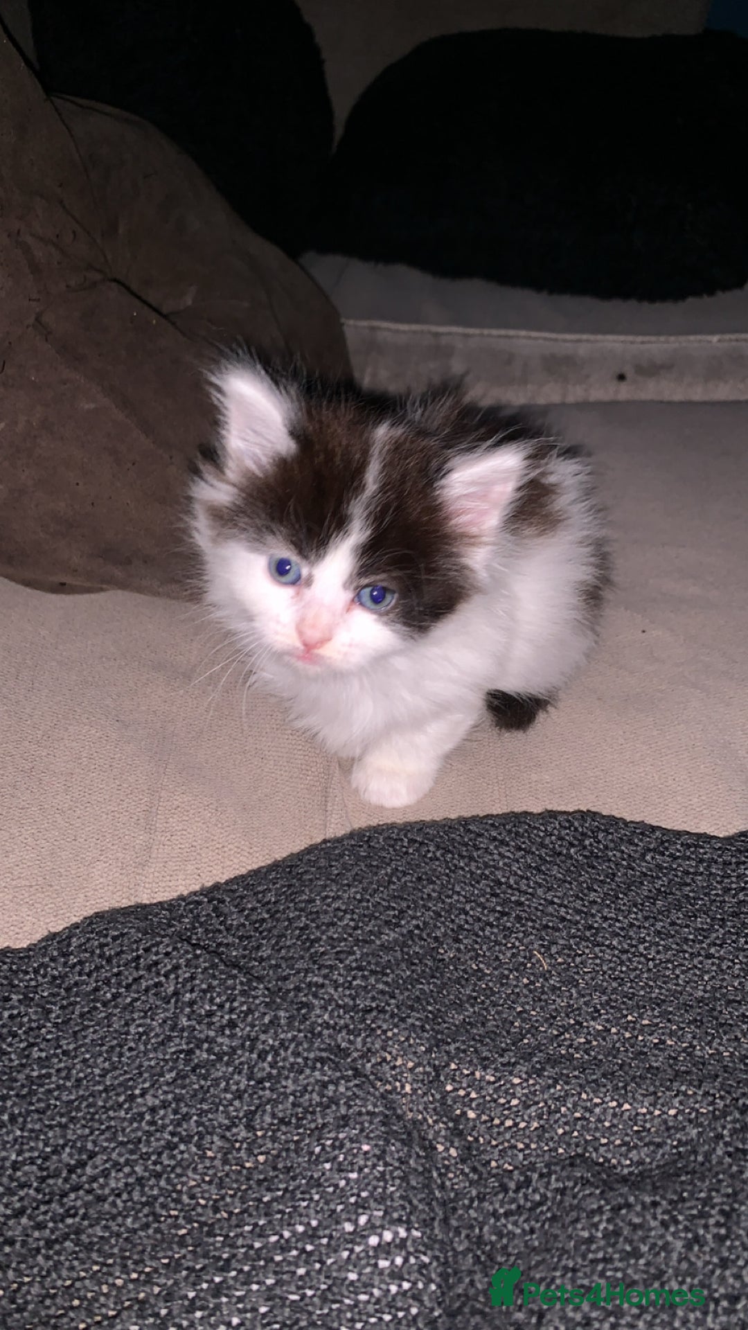 Mixed Breed cats for sale: 4 Cute Cuddly Kittens  - Image 1