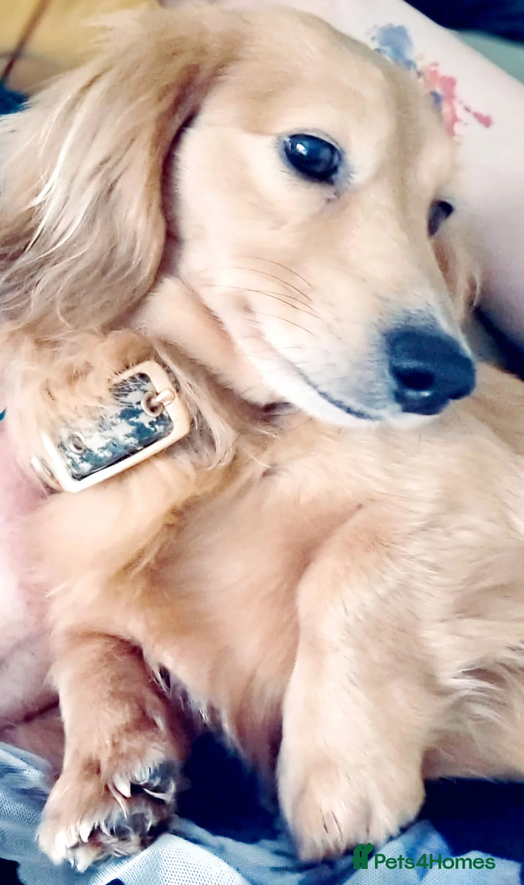 Miniature Dachshund dogs for stud: STUD 100% Long Haired Cream Miniature Dachshund - Advert 15