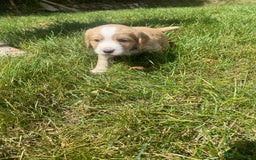 Cocker Spaniel dogs for sale: Golden & Red Working Cocker Spaniel Puppies - Image 7
