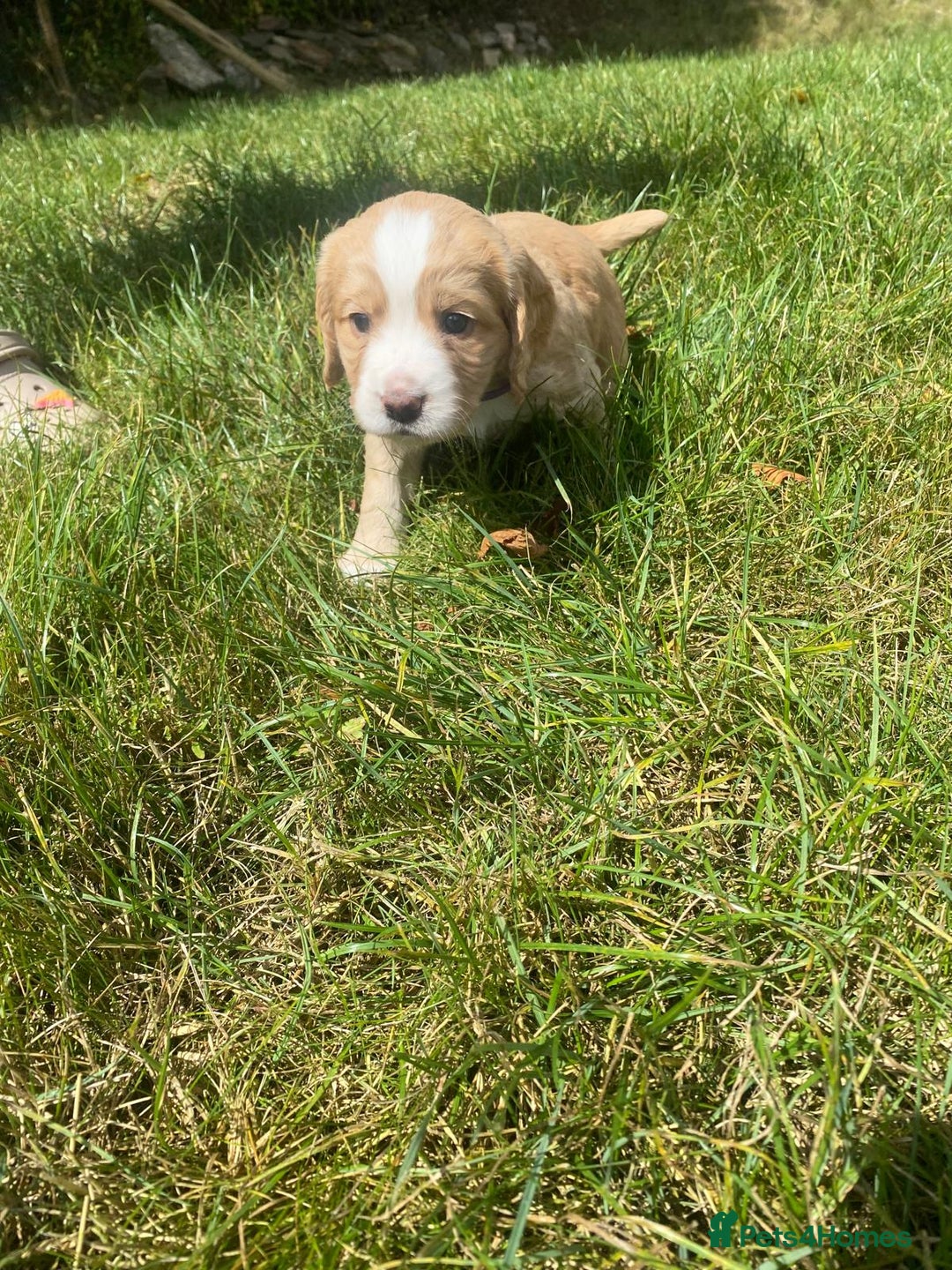 Cocker Spaniel dogs for sale: Golden & Red Working Cocker Spaniel Puppies - Image 7
