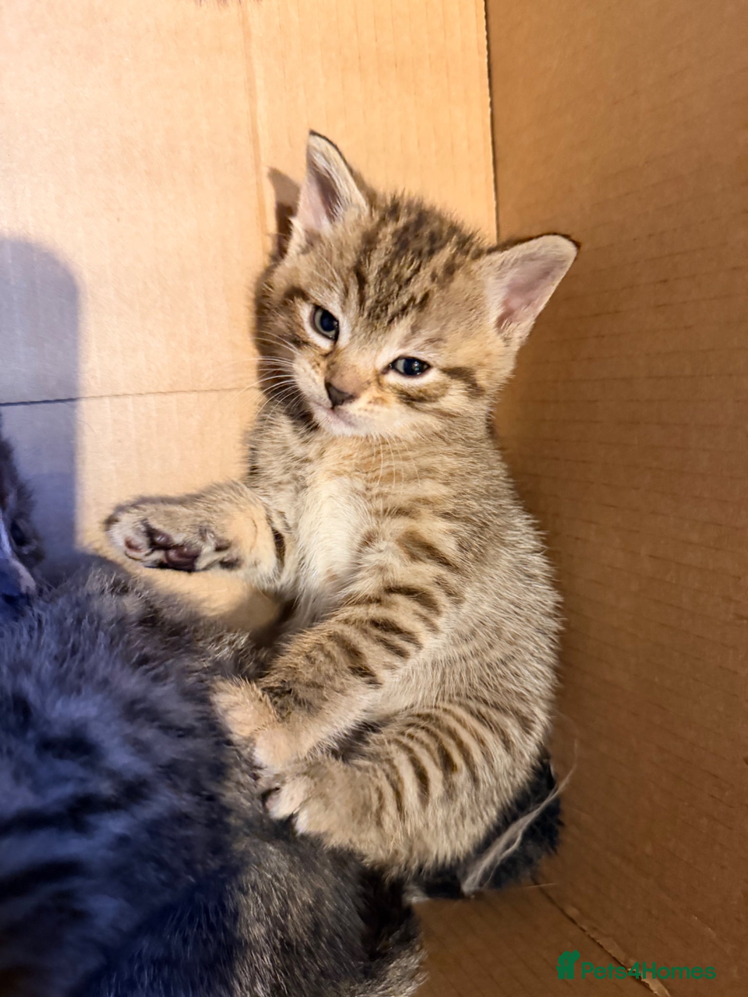 Mixed Breed cats for sale: Female tabby/bengal kitten - Advert 3