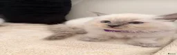 Ragdoll cats for sale: We have 4 beautiful Ragdoll Kittens in Telford - Advert 5