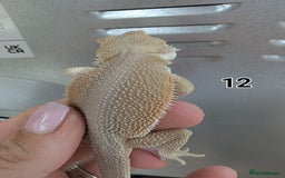 Bearded Dragon reptiles for sale: Baby Bearded dragons. Witblits, genetic stripes - Image 5