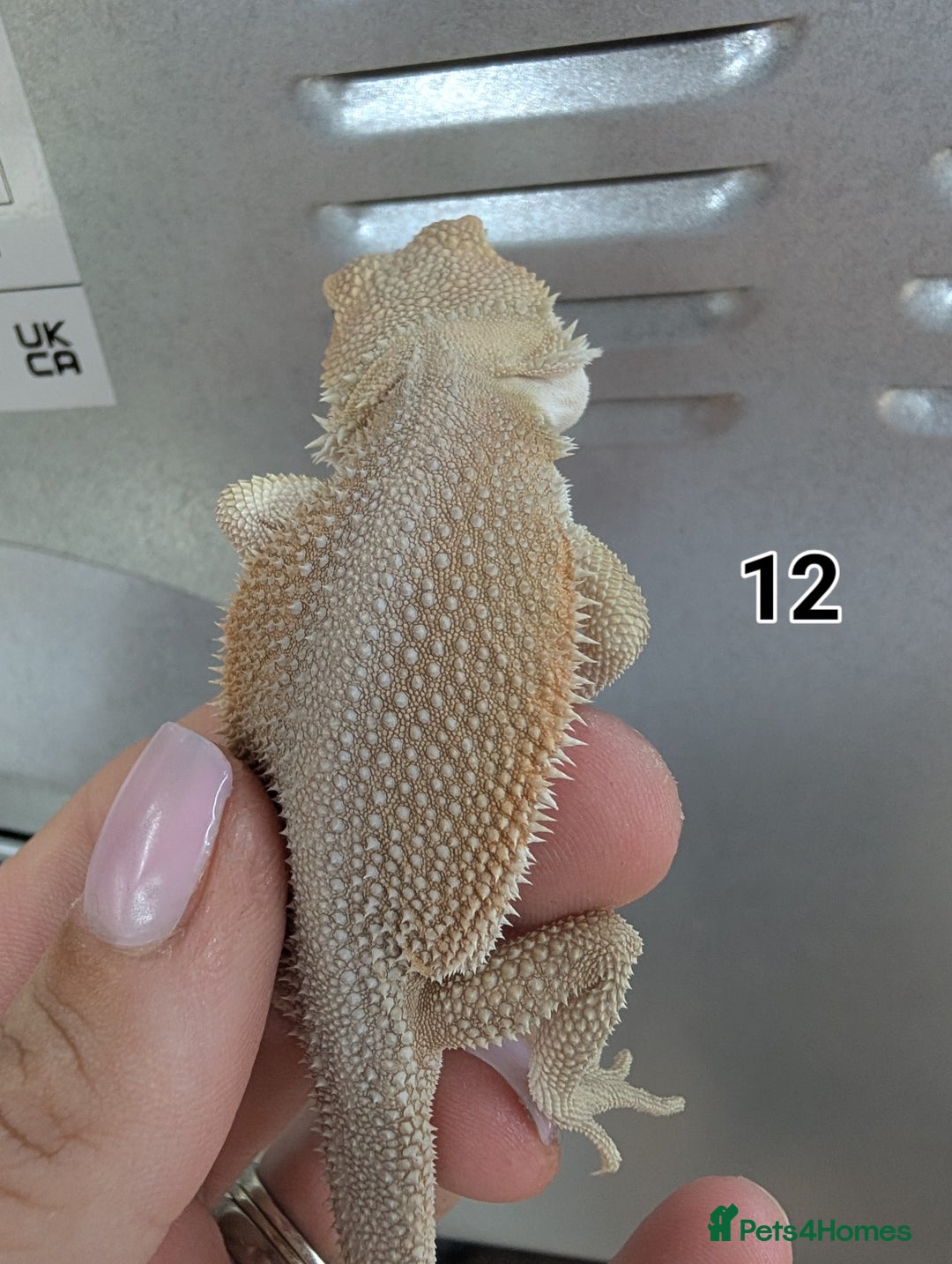Bearded Dragon reptiles for sale: Baby Bearded dragons. Witblits, genetic stripes - Image 5