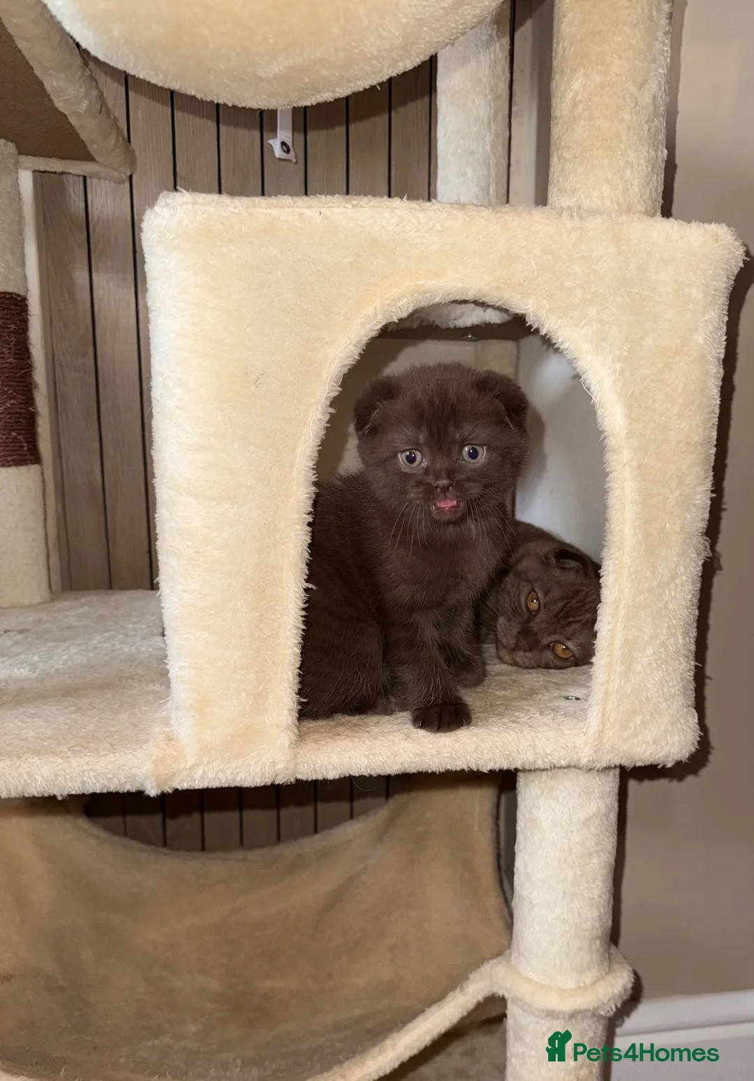 Mixed Breed cats for sale: Scottish Fold × British Shorthair Kittens - Advert 1
