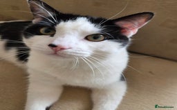Mixed Breed cats for sale: Sonbul - Image 10