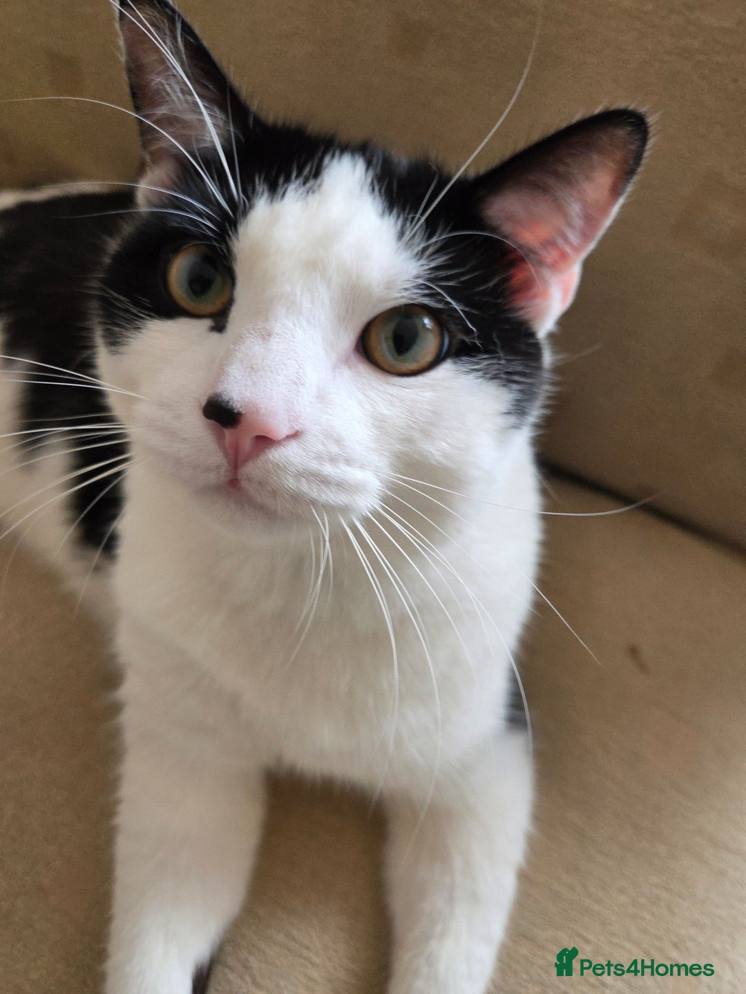 Mixed Breed cats for sale: Sonbul - Image 10