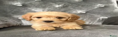 Cockapoo 4