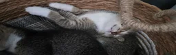 Scottish Fold cats for sale: ❤️READY TO GO: SCOTTISH STRAIGHT/FOLD KITTENS❤️ - Advert 9