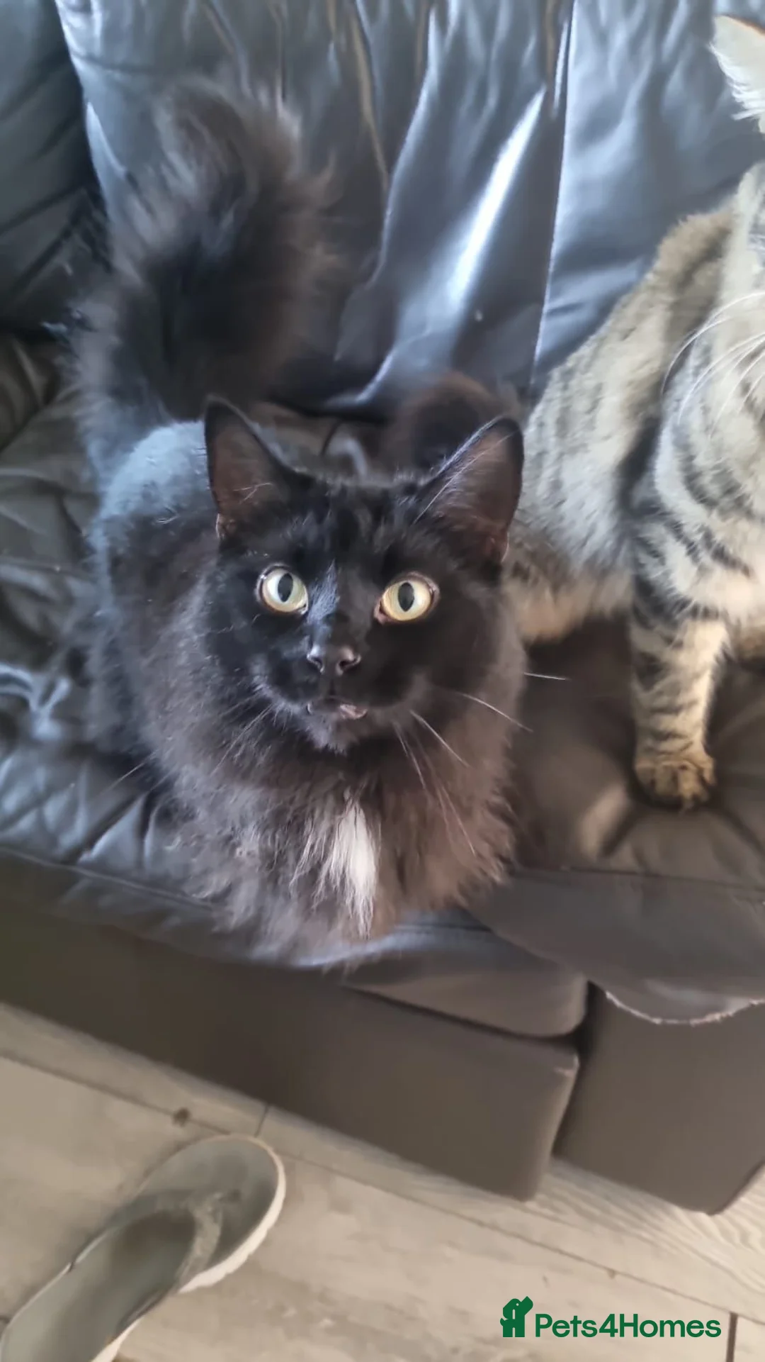 Mixed Breed cats for sale: Black cat in Bournemouth - Advert 3