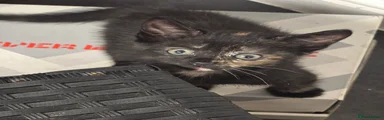 Kitten 4