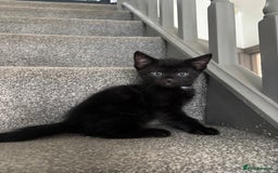 Mixed Breed cats for sale: Gorgeous, cheeky kittens. 3 boys, 1 girl - Image 7