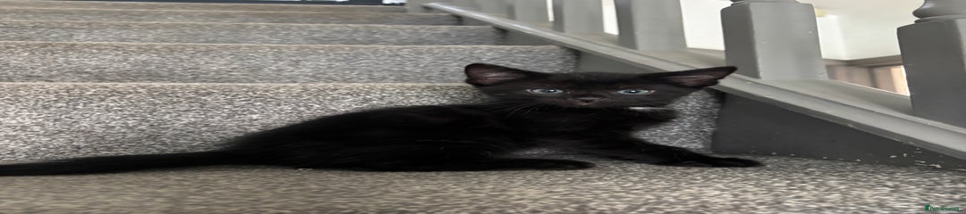 black kitten 