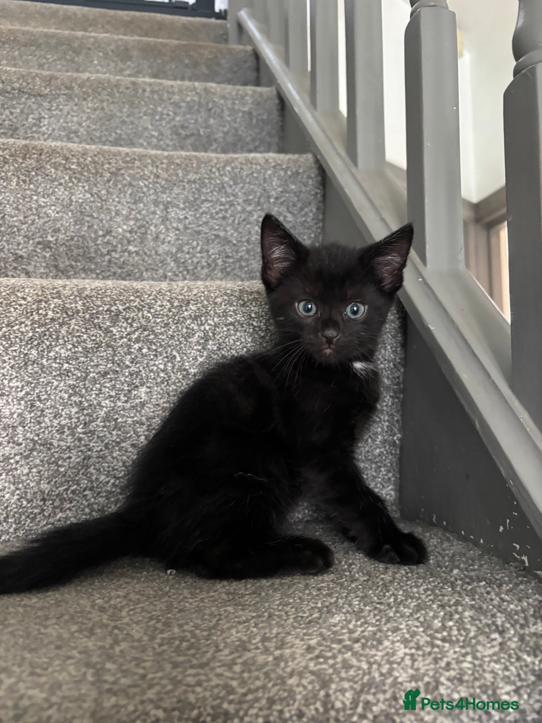 Mixed Breed cats for sale: Gorgeous, cheeky kittens. 3 boys, 1 girl - Image 7