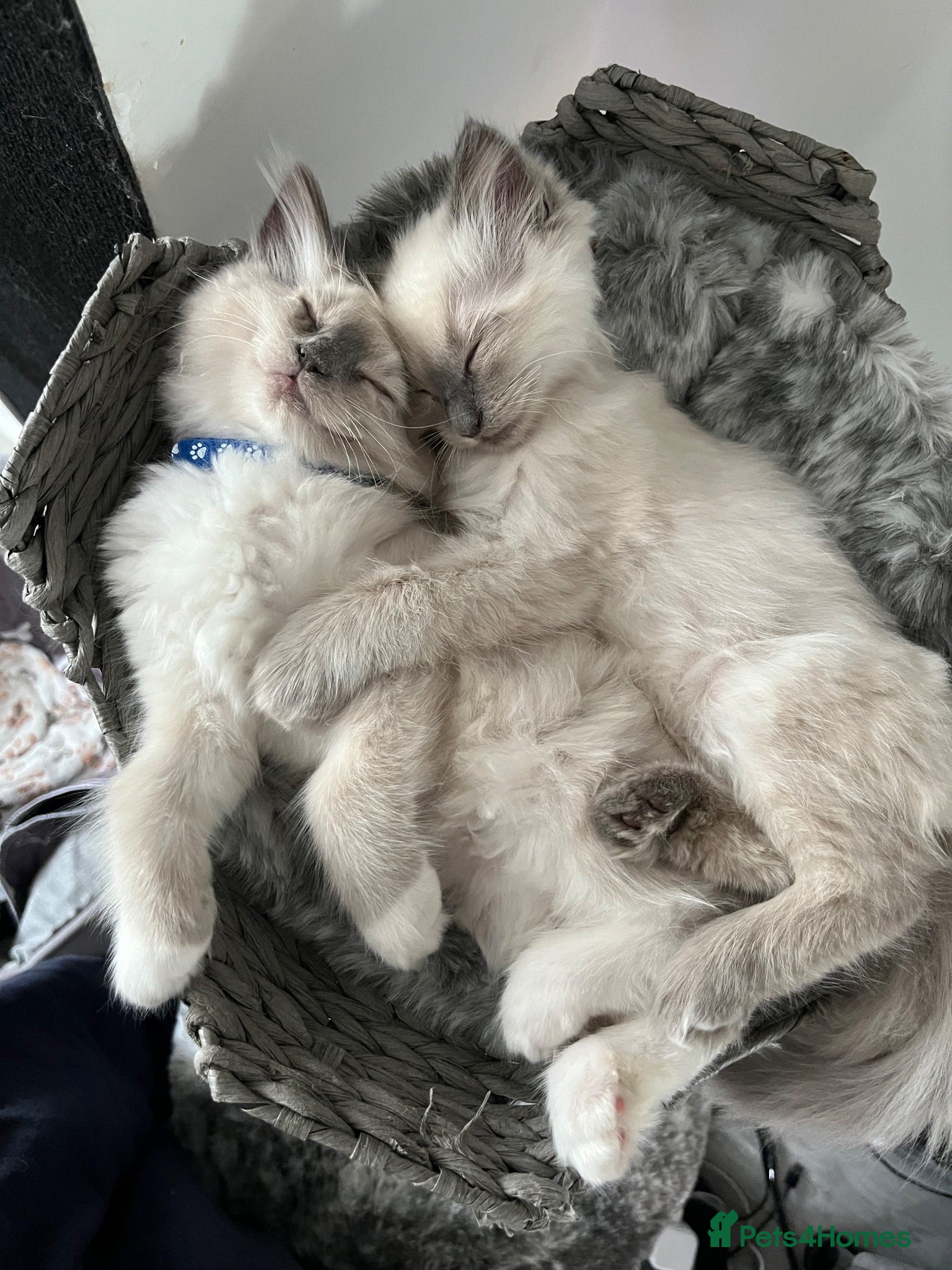 Ragdoll cats ❤️Ready for loving Home Ragdoll Kittens 😍 - Advert 2