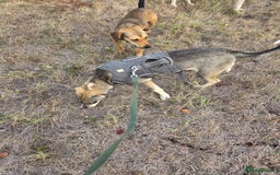 Mixed Breed dogs for adoption: Sweet, Friendly Young RUBY - for a Loving Family - Advert 9