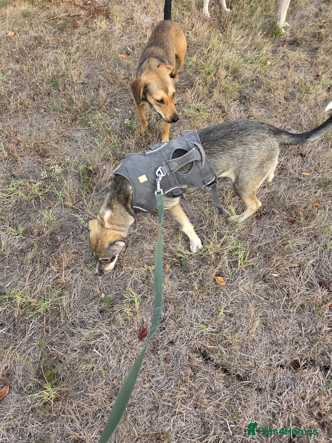 Mixed Breed dogs for adoption: Sweet, Friendly Young RUBY - for a Loving Family - Advert 9
