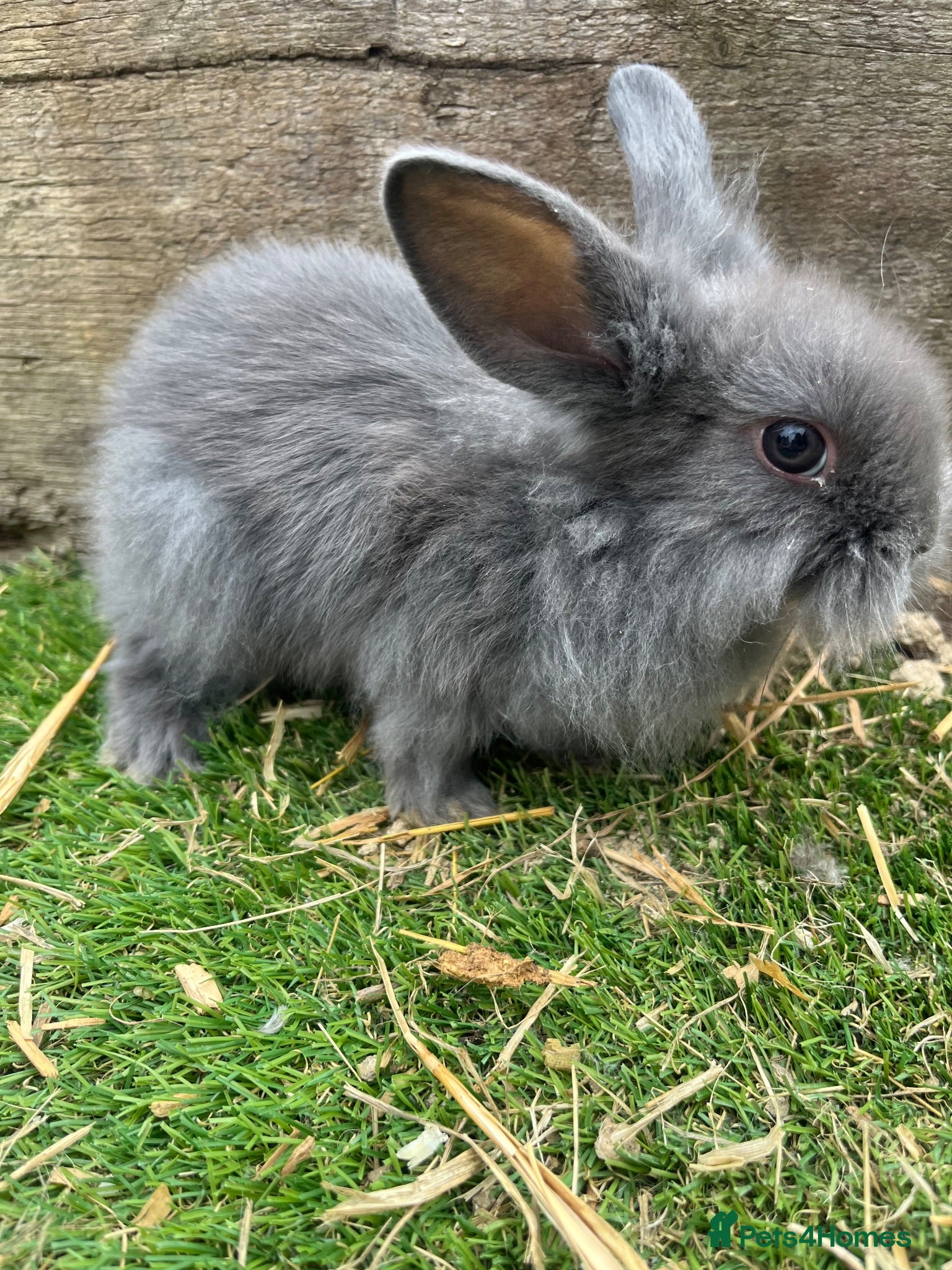 Lionhead rabbits Lion Head Bunnies Only Girls Left - Advert 8