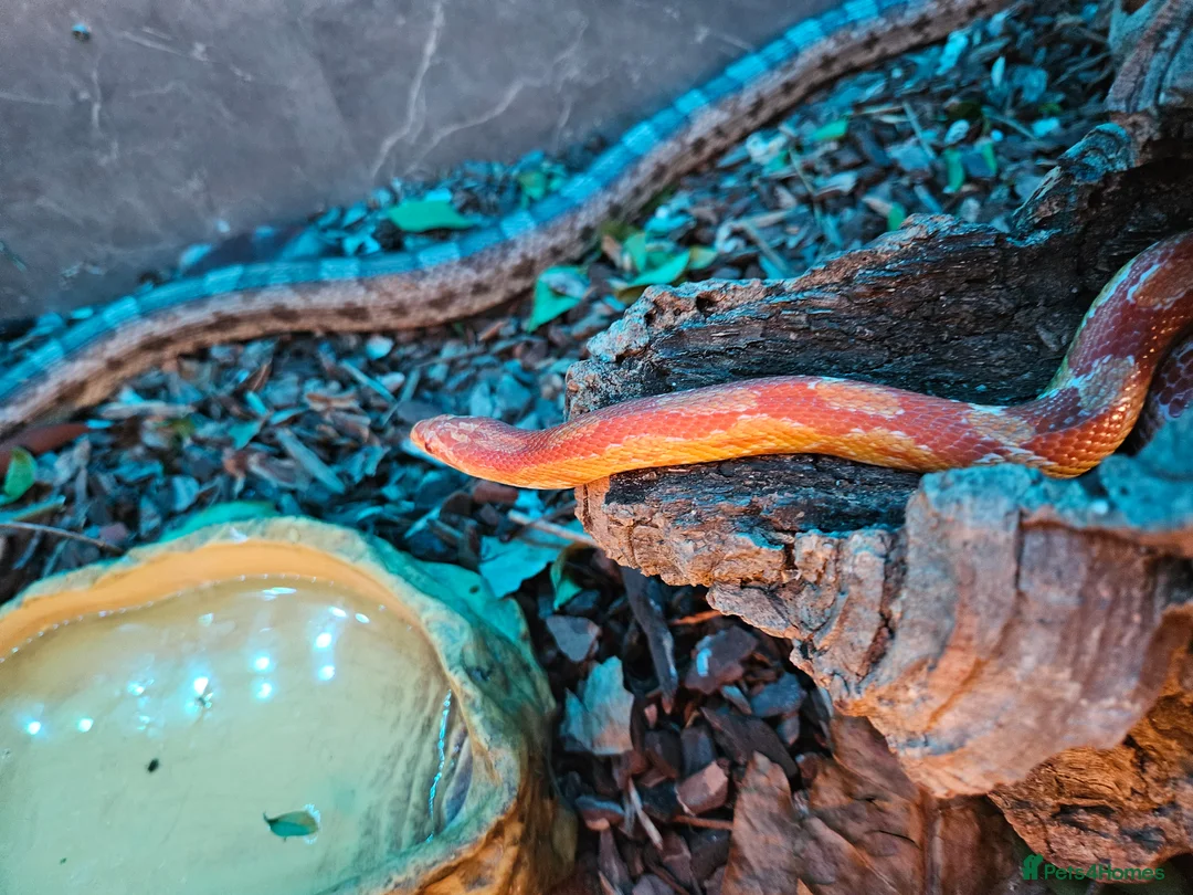 Corn Snake reptiles for sale: Breeding pair of corn snakes  - Advert 10