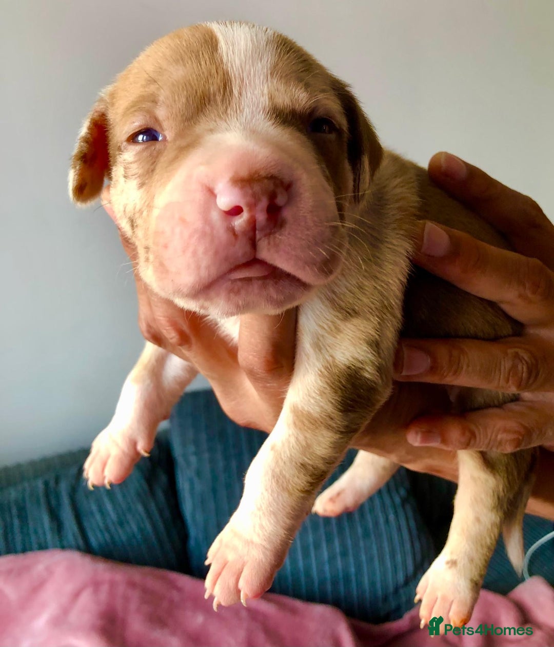 Mixed Breed dogs for sale: American bulldogs  - Image 23