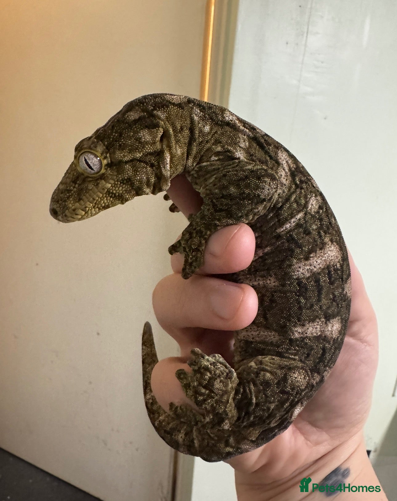 Gecko reptiles Gecko’s for sale - Advert 1
