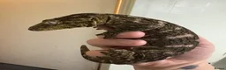 Gecko reptiles for sale: Gecko’s for sale - Advert 1