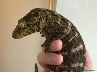 Gecko reptiles Gecko’s for sale - Advert 1