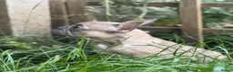 French Bulldog dogs for sale: PRICE DROP 2 PUPPIES KCREG HEALTH CLEAR FRENCHIE - Advert 7