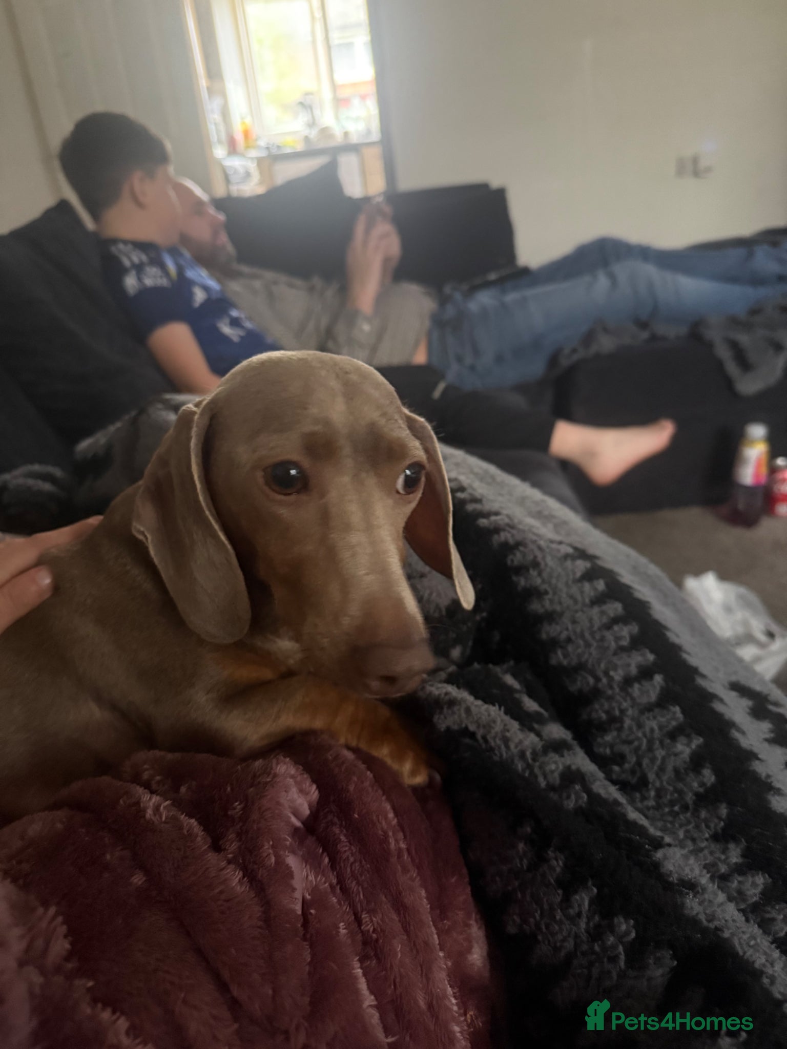 Dachshund dogs Beautiful dachshund pups - Advert 1