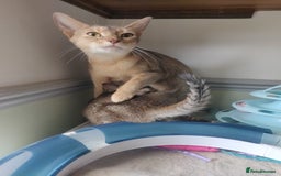 Mixed Breed cats for sale: Abyssinian x Snow Bengal  - Image 11